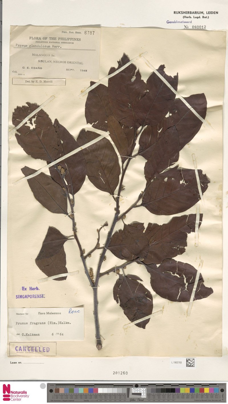 Prunus fragrans photo 3