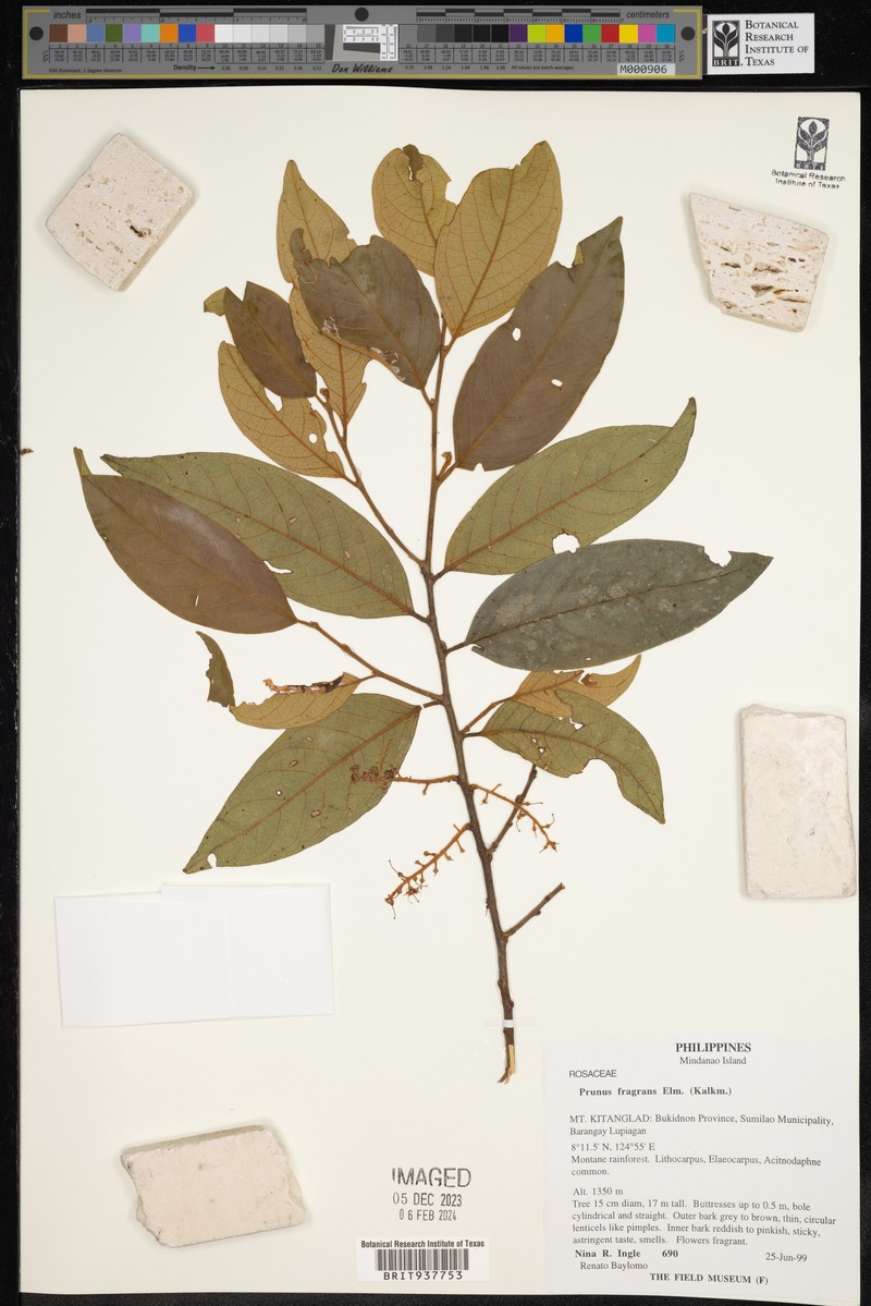 Prunus fragrans photo 5