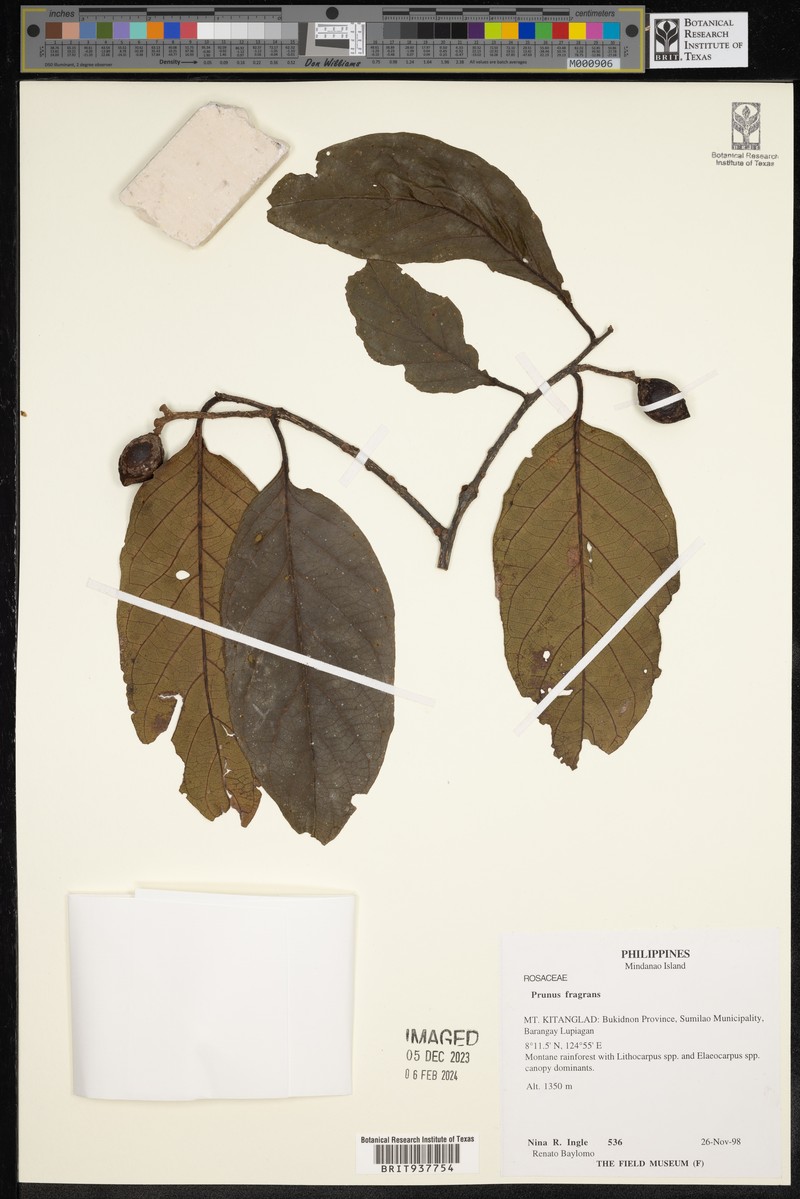 Prunus fragrans photo 6