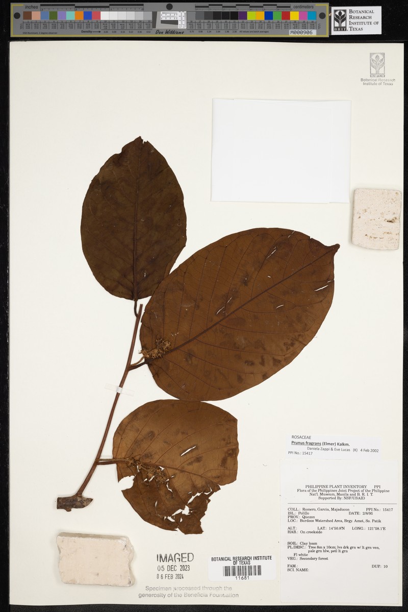 Prunus fragrans photo 7