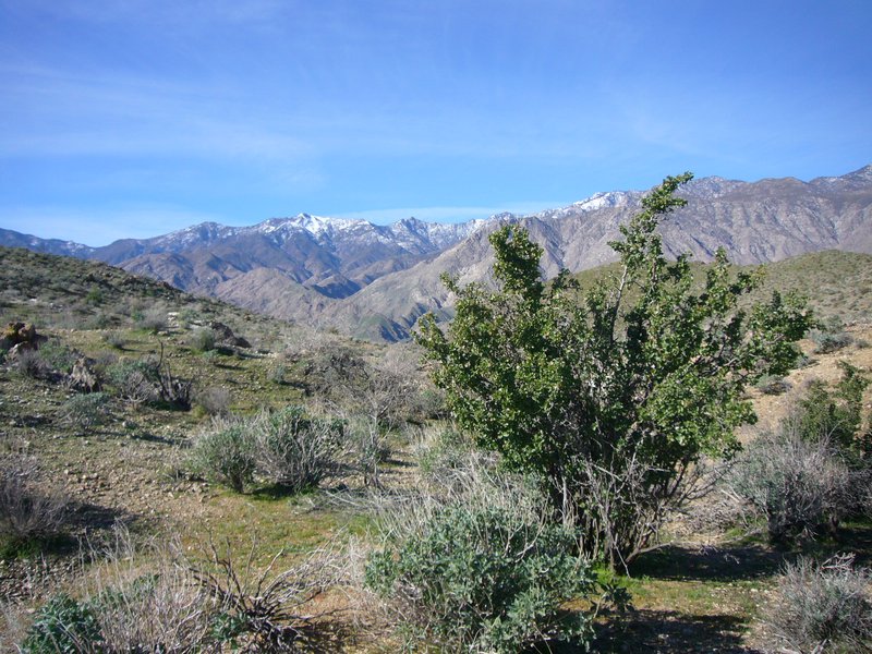 Desert Apricot photo 3
