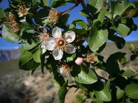 Desert Apricot