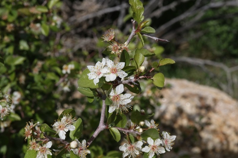 Desert Apricot photo 3