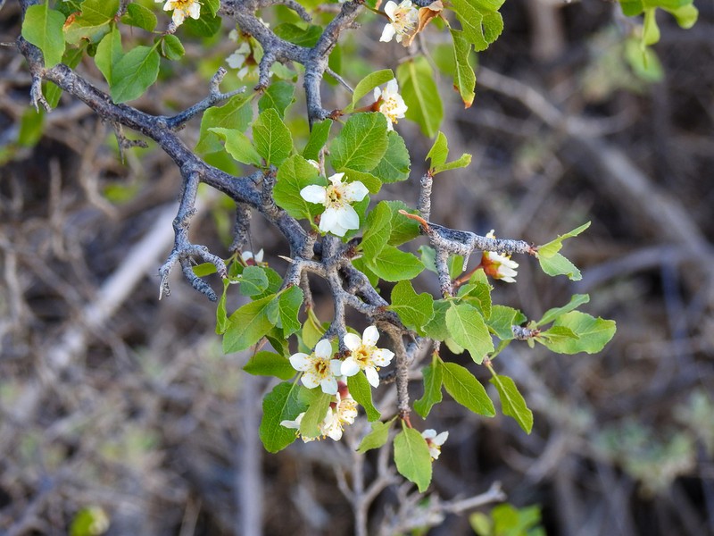Desert Apricot photo 4