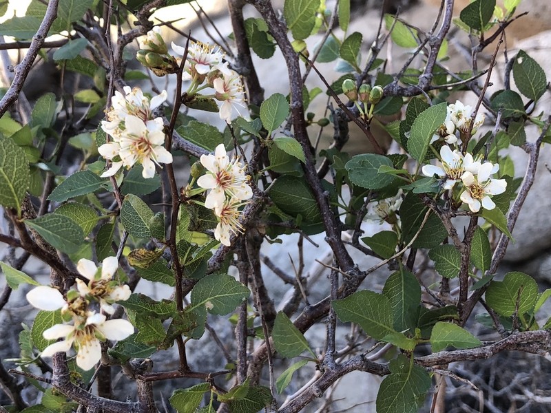 Desert Apricot photo 5