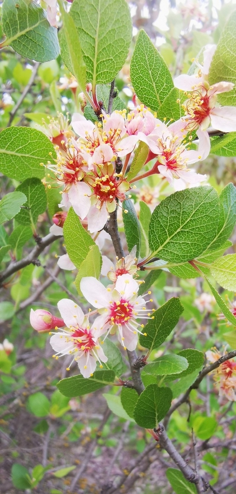 Desert Apricot photo 6