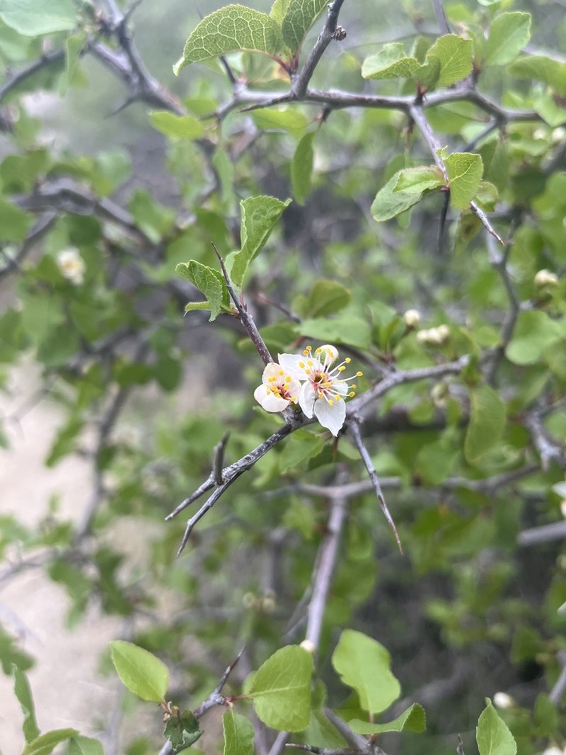 Desert Apricot photo 7