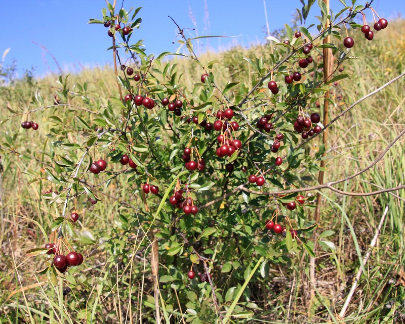 European Dwarf Cherry photo 3