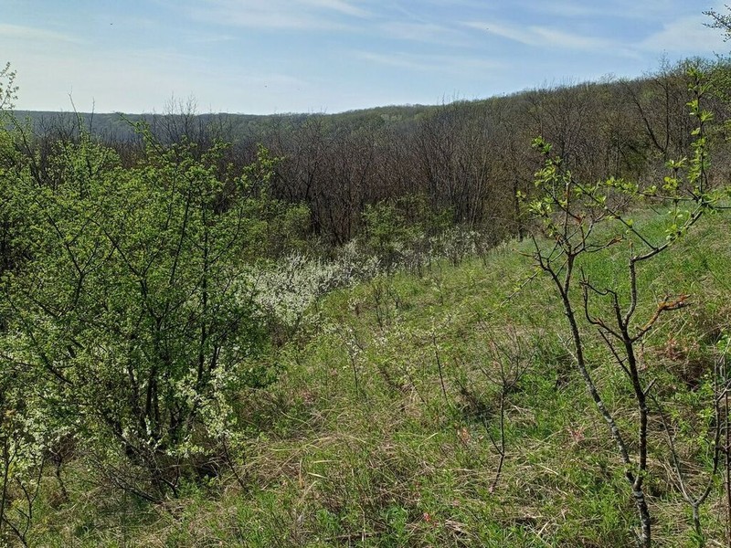 European Dwarf Cherry photo 4