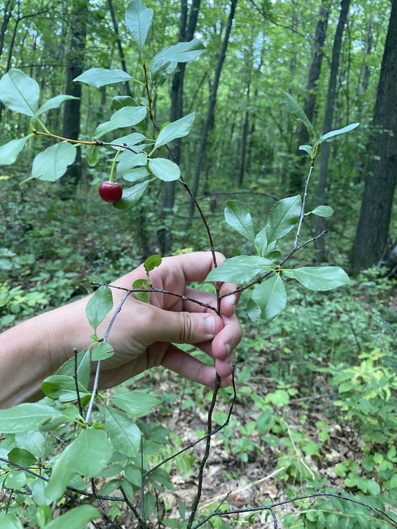 European Dwarf Cherry photo 5