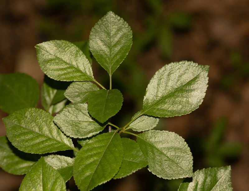 European Dwarf Cherry photo 6