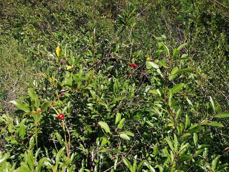European Dwarf Cherry photo 7