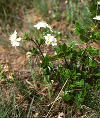 European Dwarf Cherry