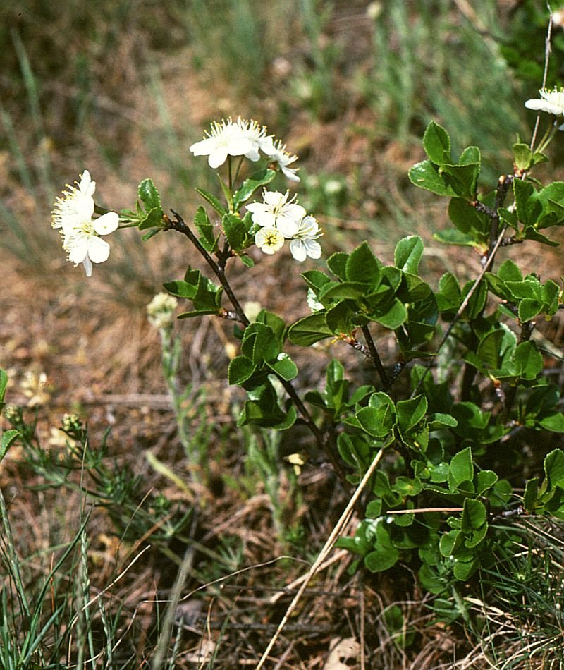 European Dwarf Cherry