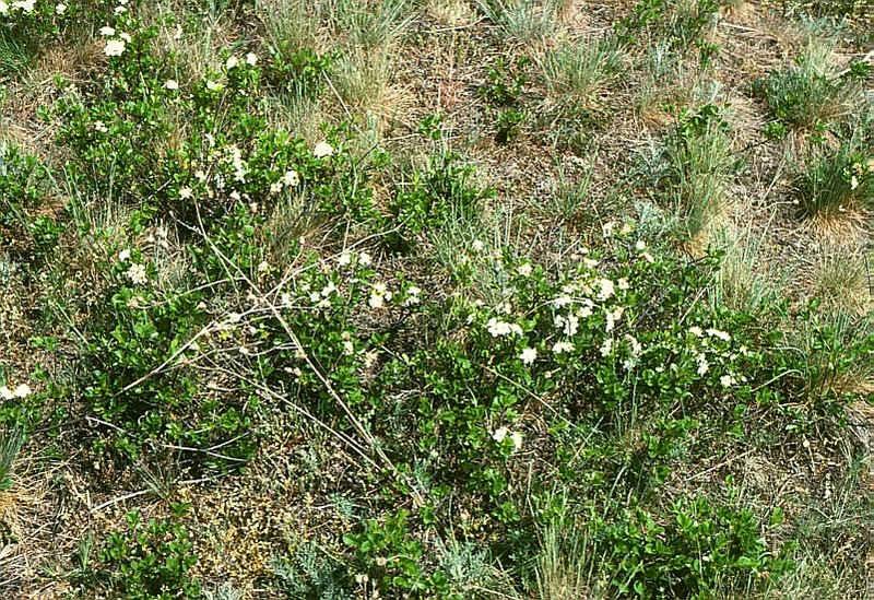 European Dwarf Cherry photo 2
