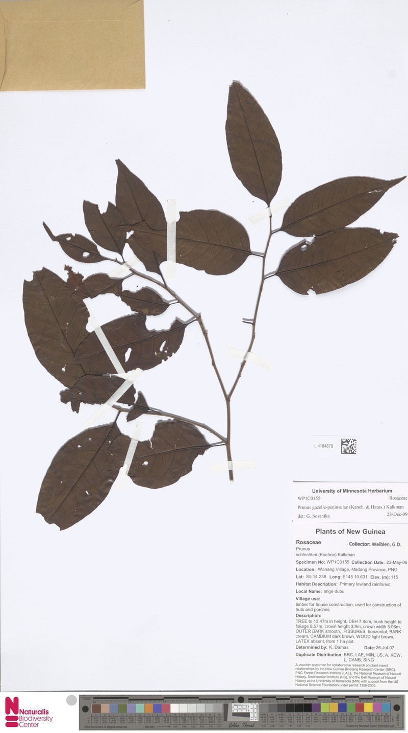 Prunus gazelle-peninsulae photo 3