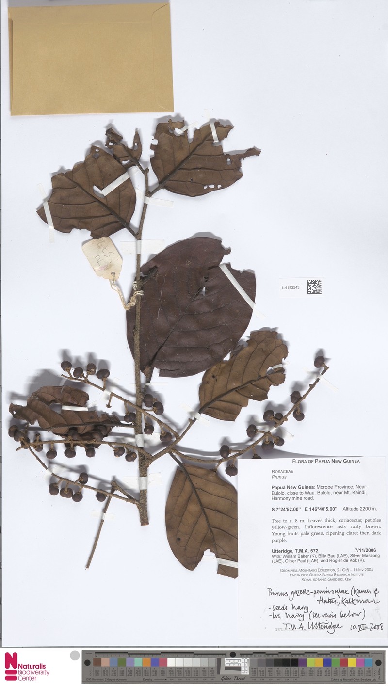 Prunus gazelle-peninsulae photo 4