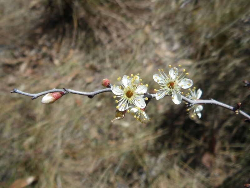 Scrub Plum photo 2