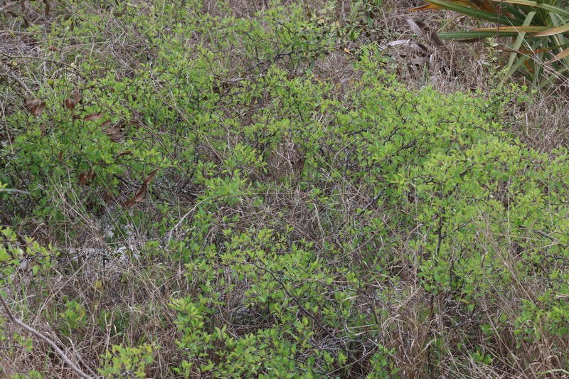 Scrub Plum photo 3