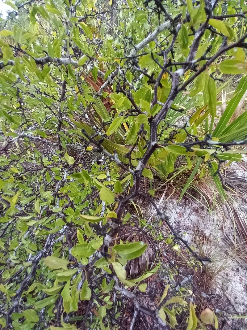 Scrub Plum photo 4