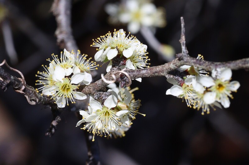Scrub Plum photo 5