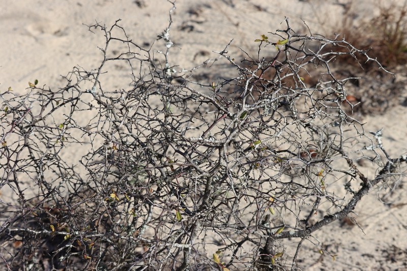 Scrub Plum photo 6
