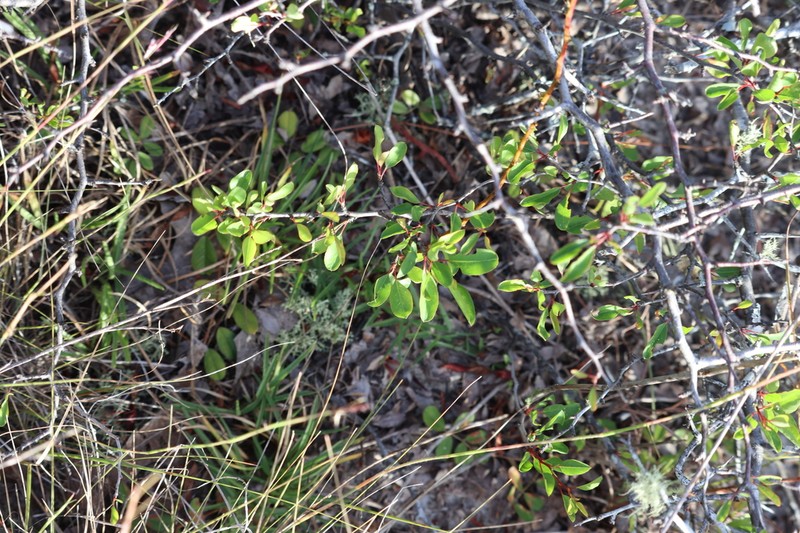 Scrub Plum photo 7