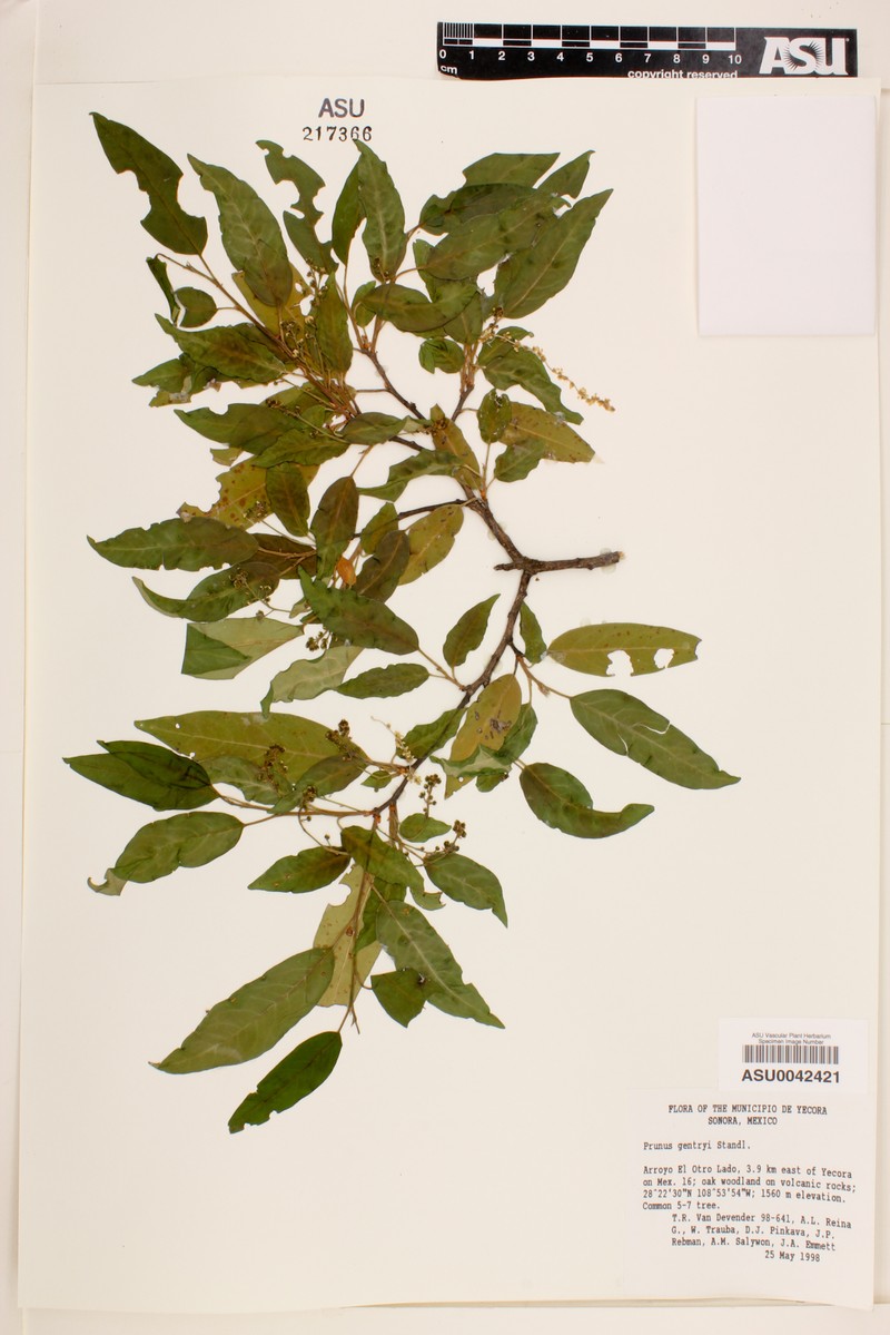 Prunus gentryi