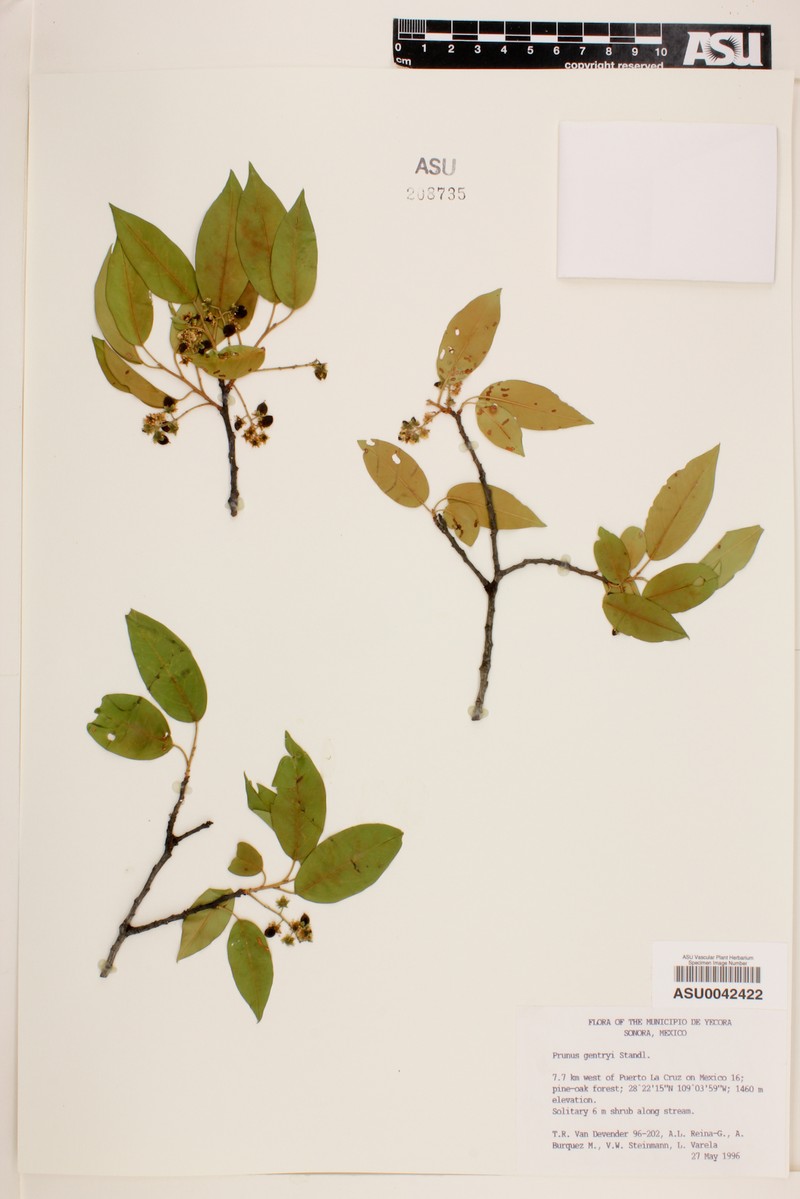 Prunus gentryi photo 2