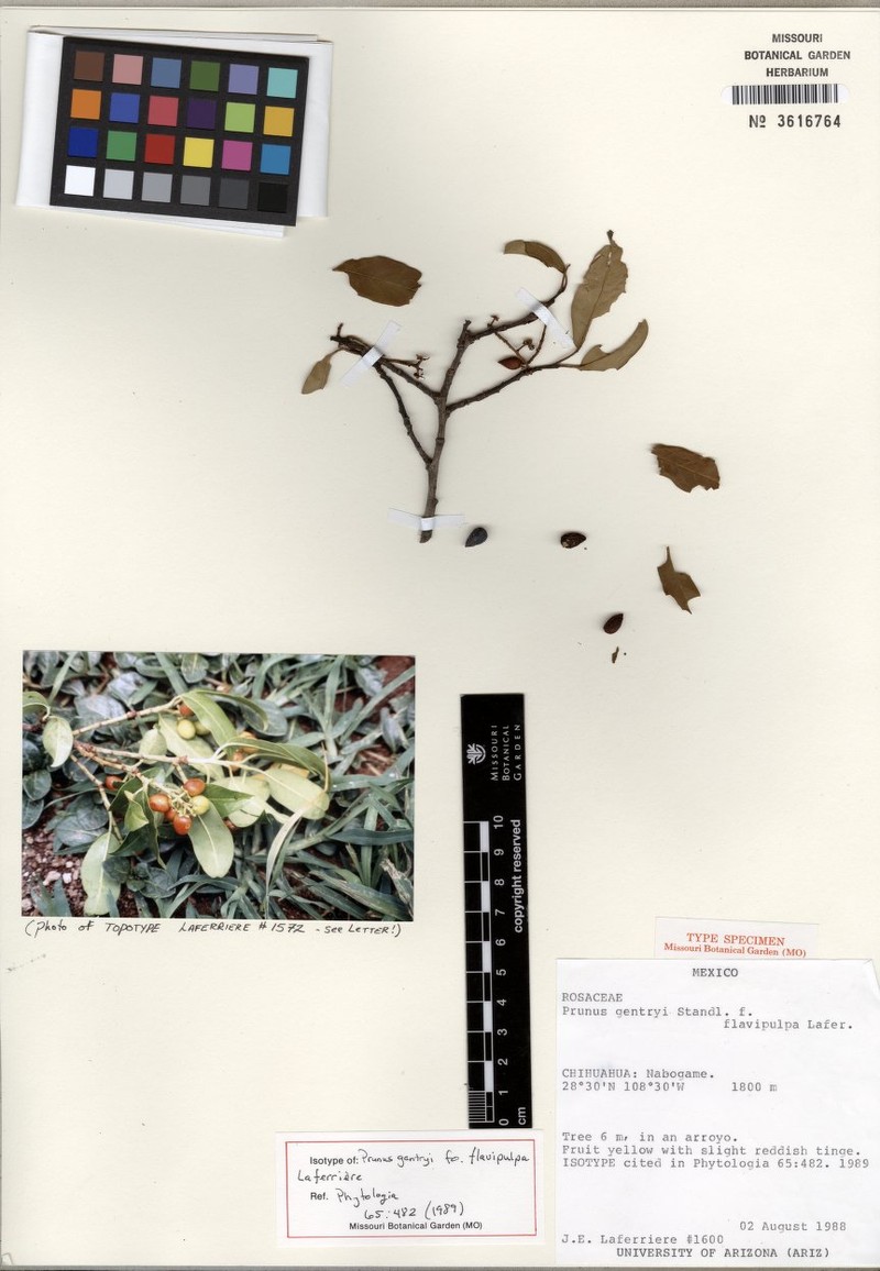 Prunus gentryi photo 3