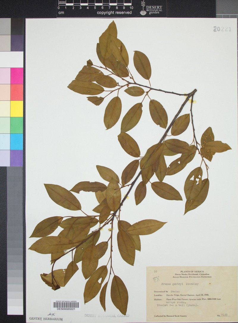 Prunus gentryi photo 4
