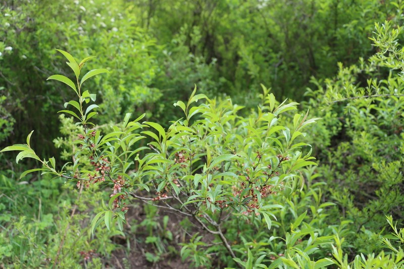 Prunus georgica