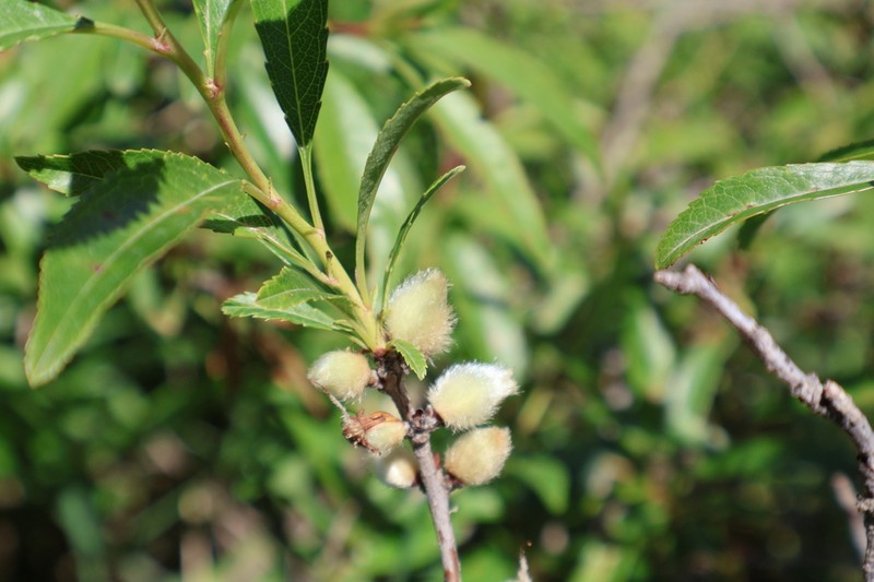 Prunus georgica photo 2