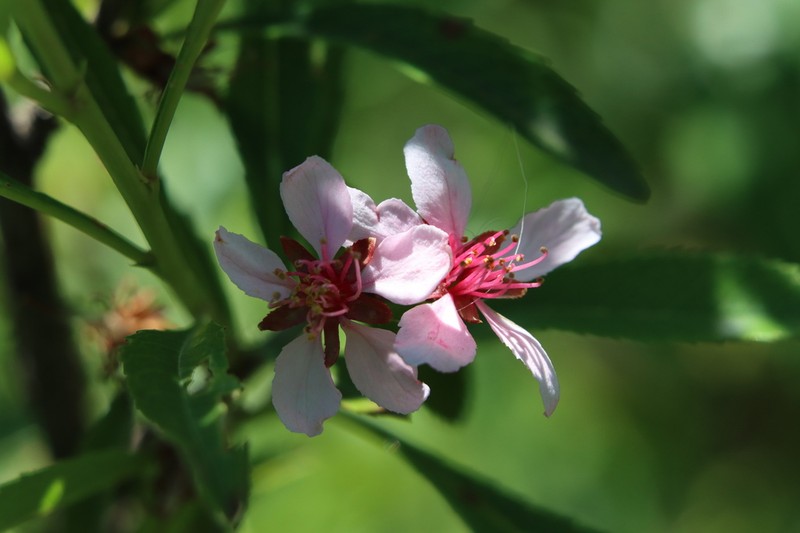 Prunus georgica photo 3