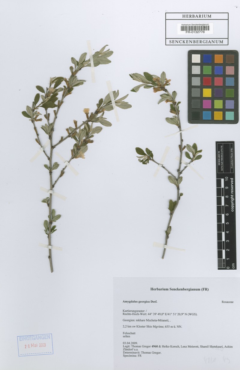 Prunus georgica photo 4
