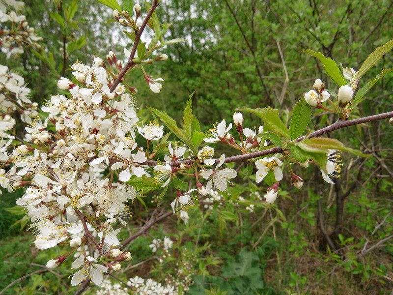Flowering Almond photo 2