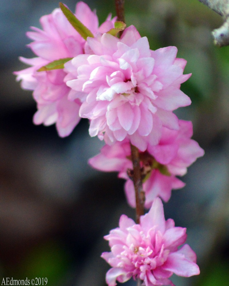 Flowering Almond photo 3