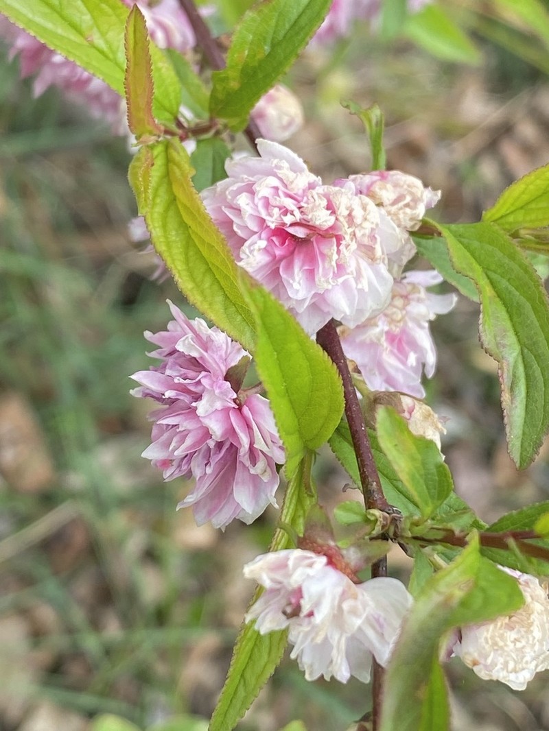 Flowering Almond photo 4