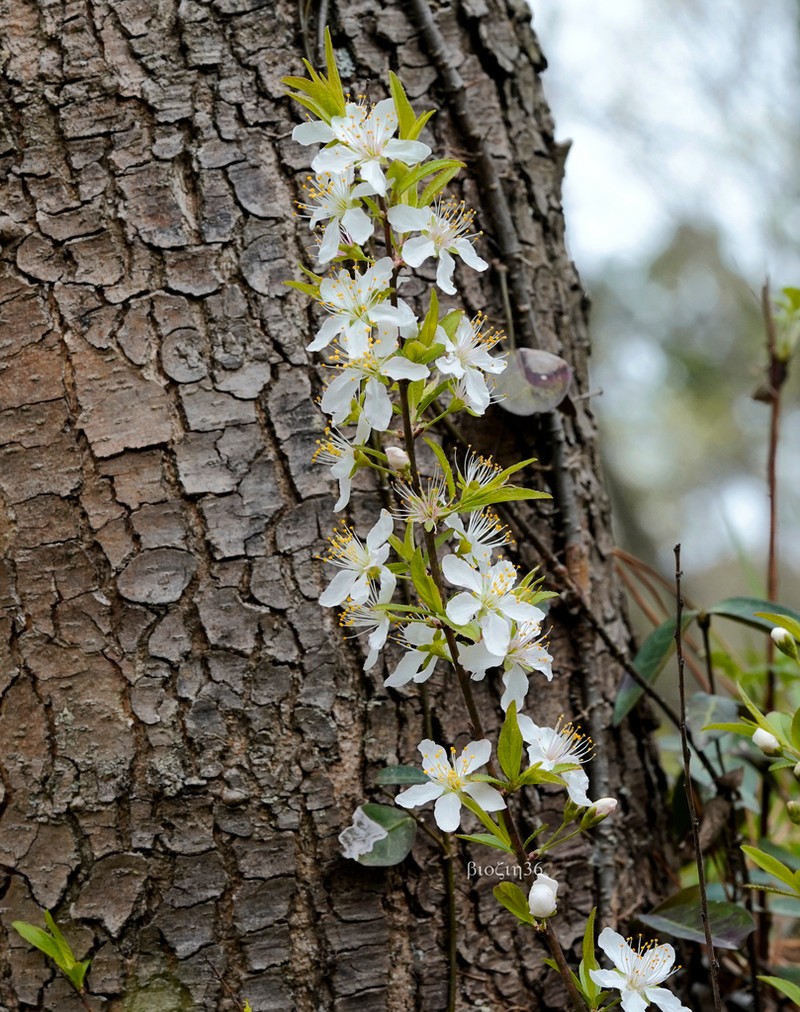 Flowering Almond photo 5