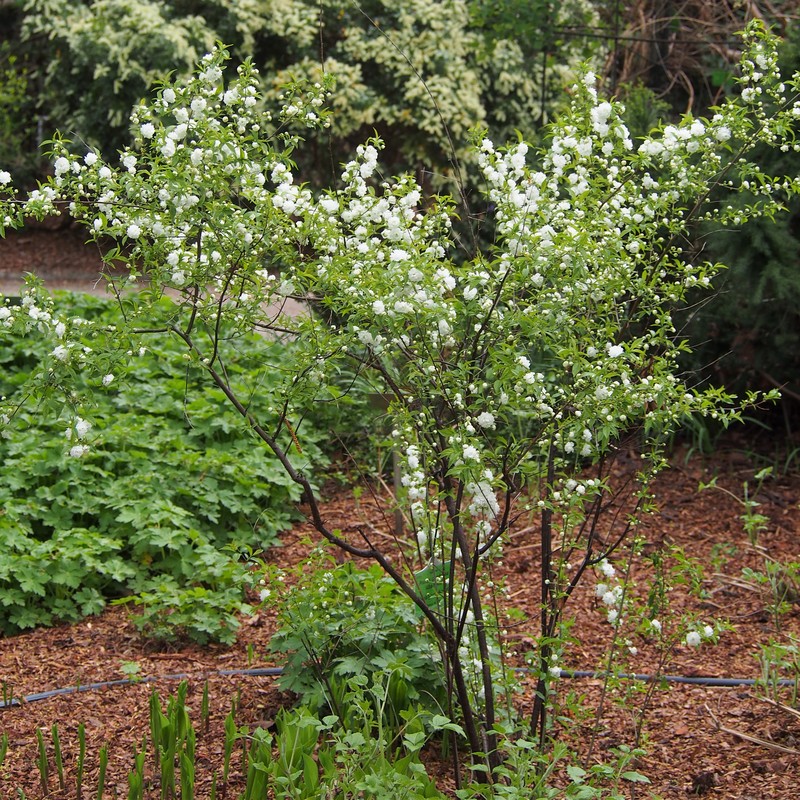 Flowering Almond photo 4