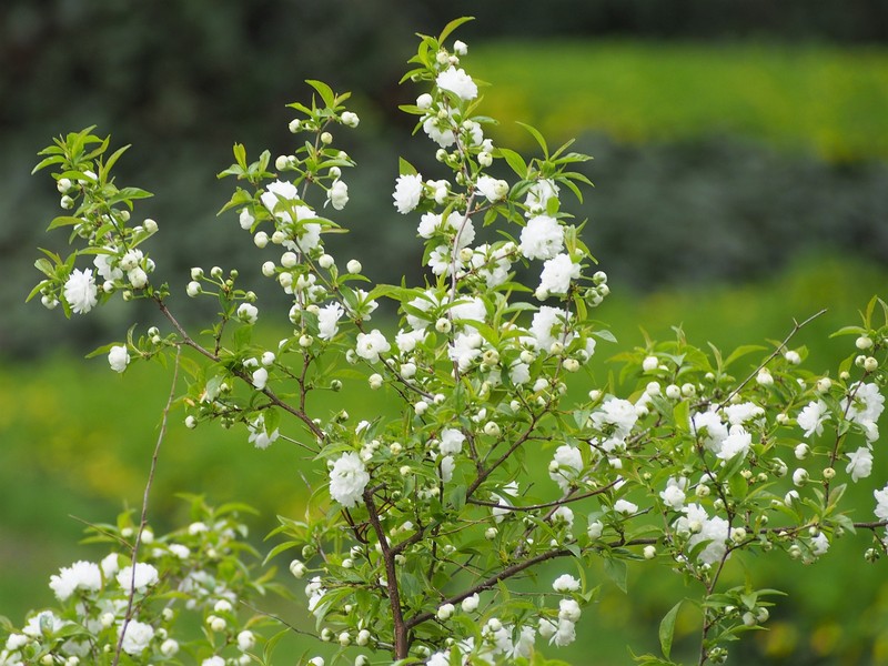 Flowering Almond photo 5
