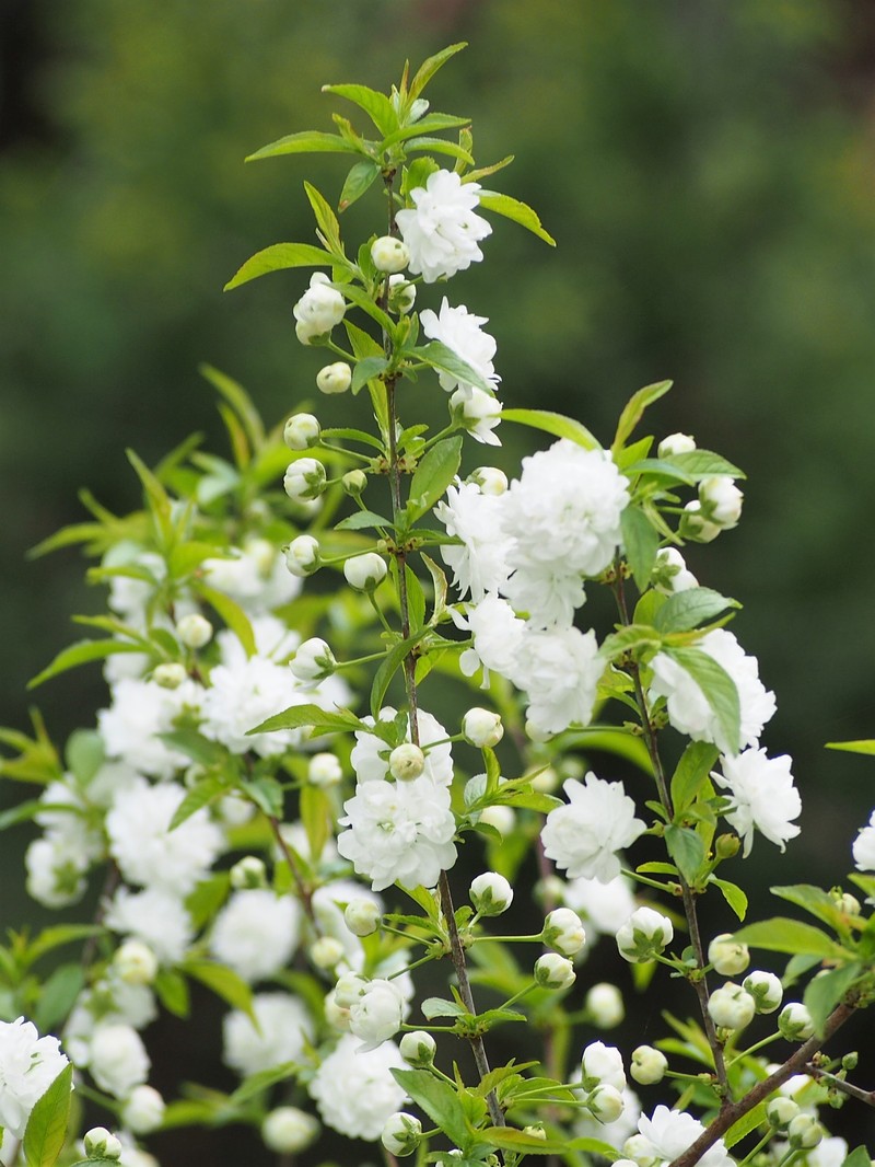 Flowering Almond photo 6