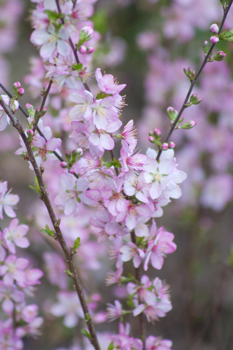 Flowering Almond photo 7
