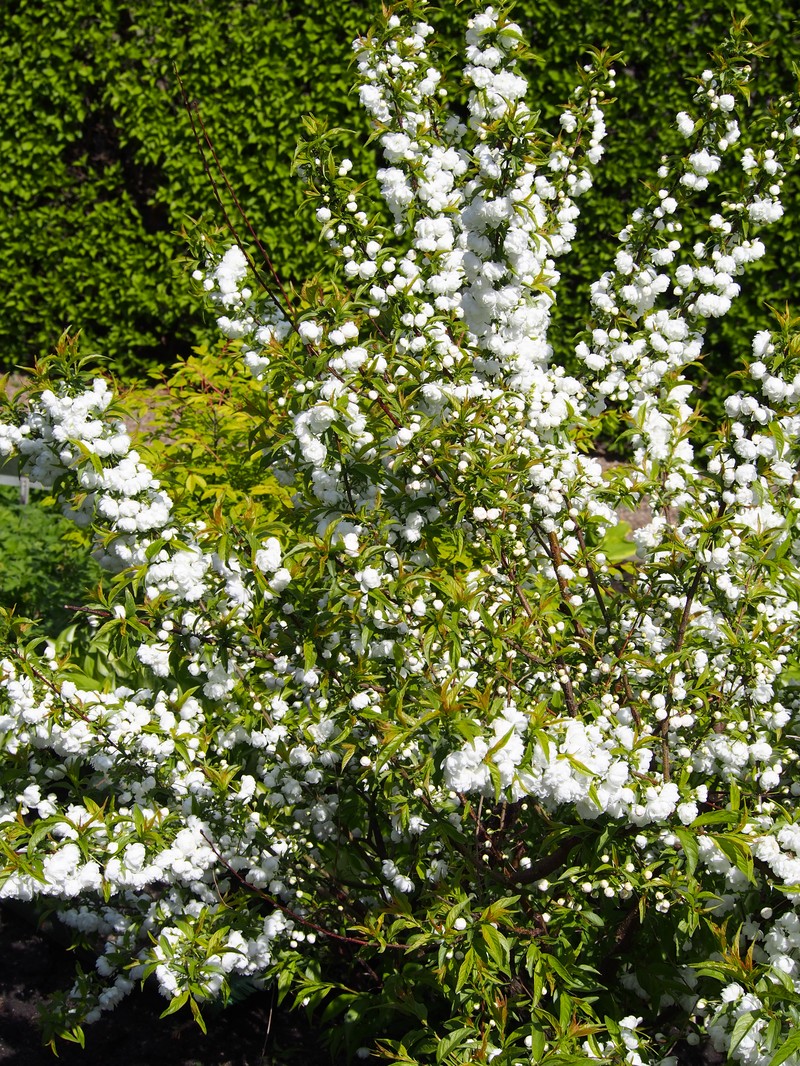 Flowering Almond photo 2