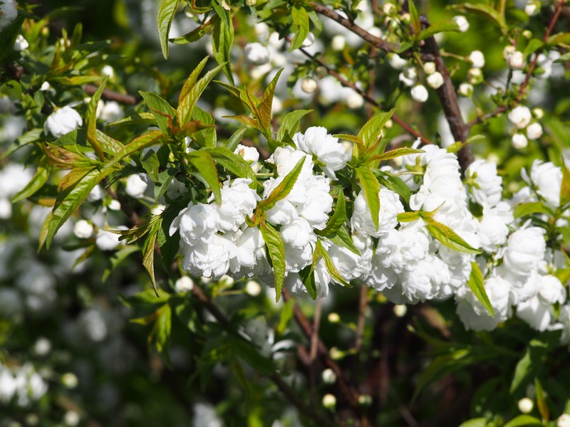 Flowering Almond photo 3