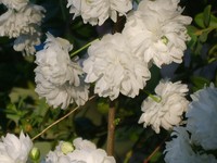 Flowering Almond