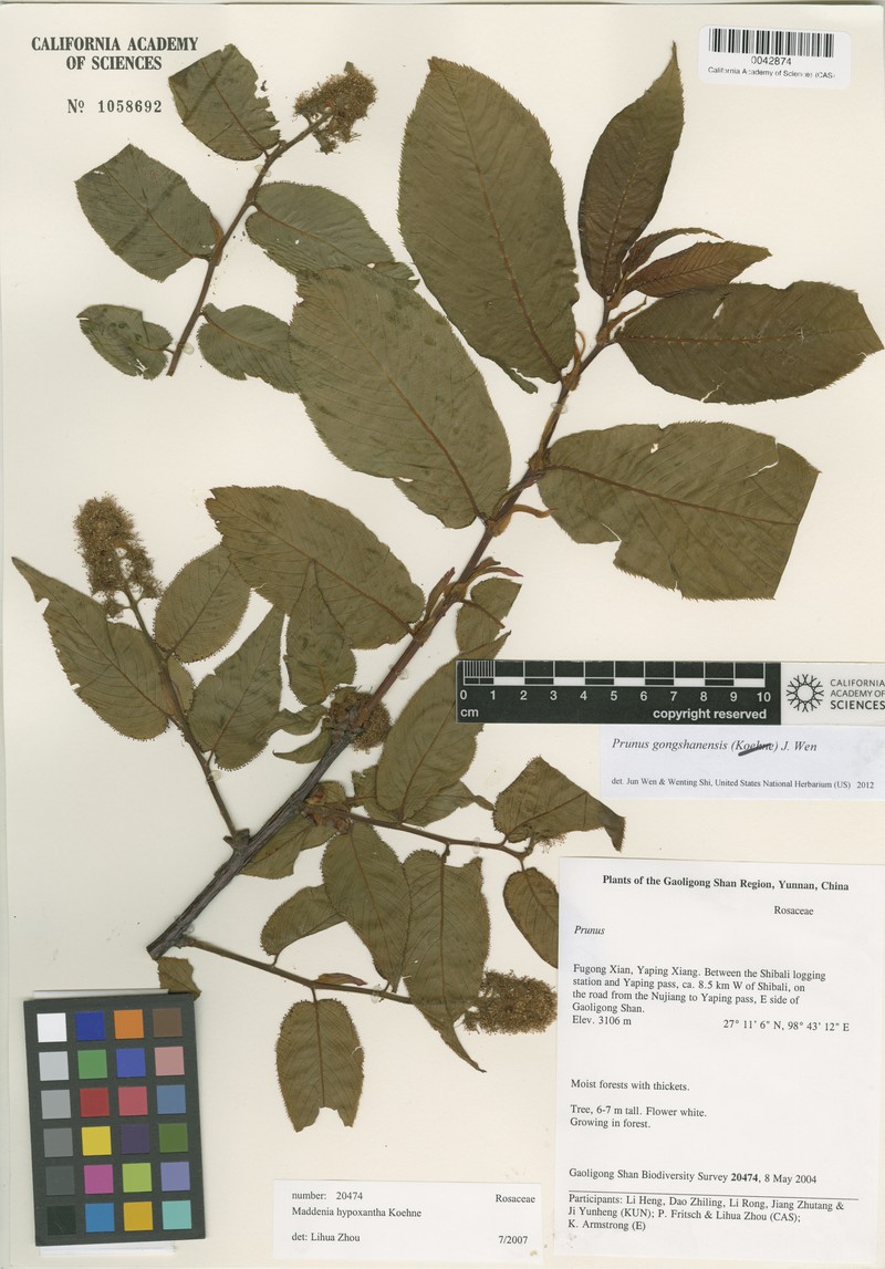Prunus gongshanensis