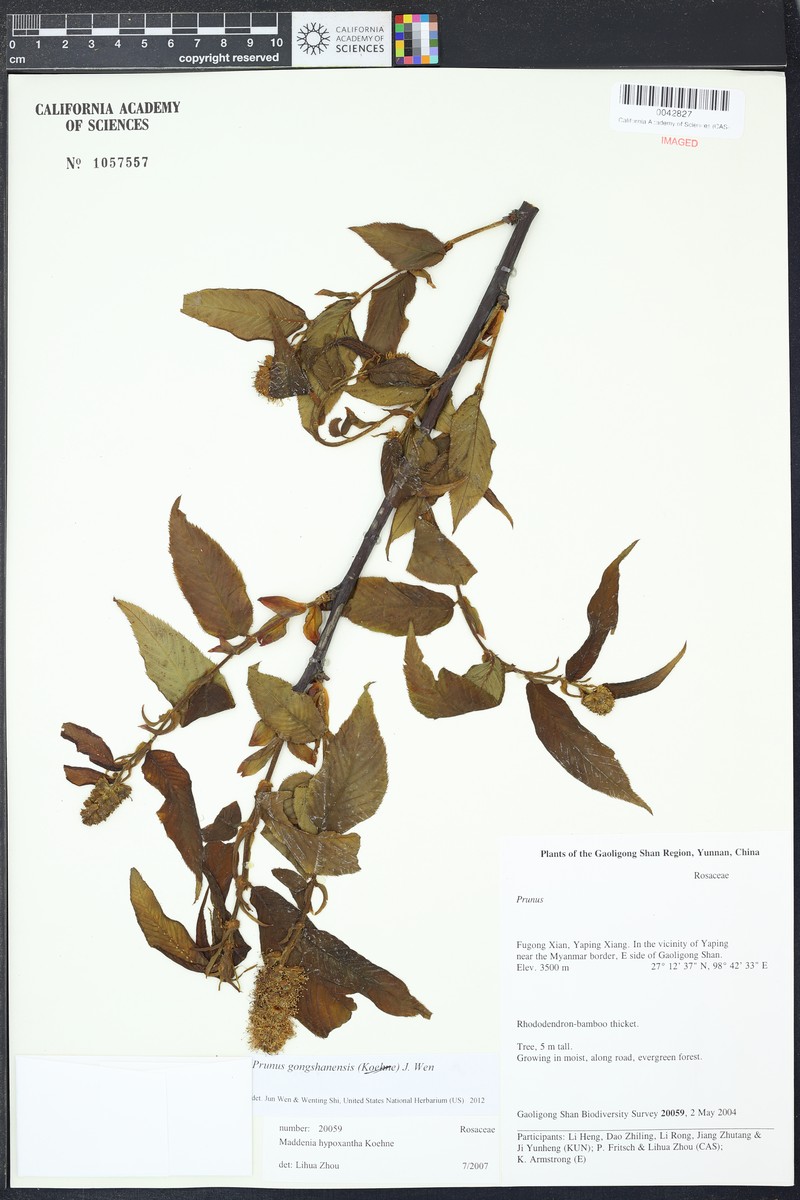 Prunus gongshanensis photo 2