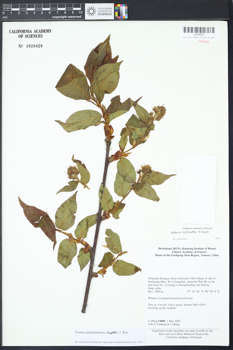 Prunus gongshanensis photo 3