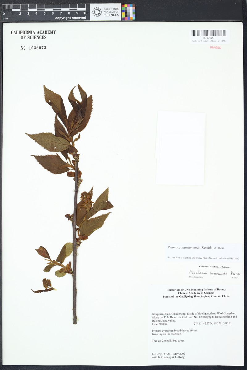 Prunus gongshanensis photo 4